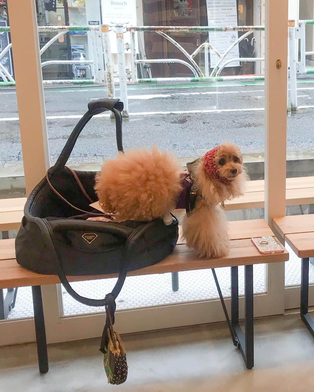 Toypoodle Mikuru?Asakusa Tokyoのインスタグラム