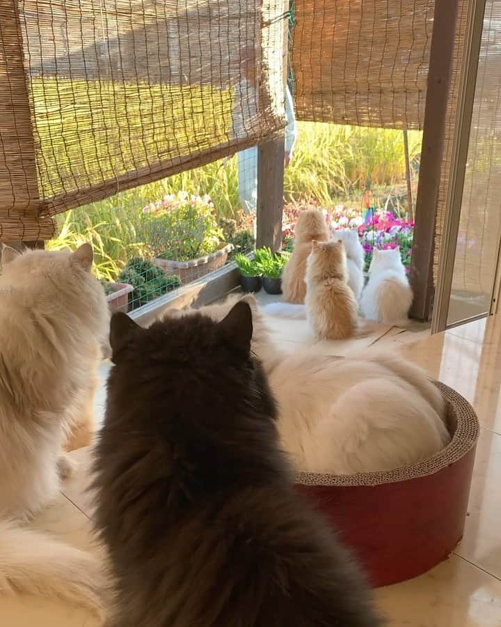 12 Chinchilla Persianのインスタグラム：「Floofs are so curious to see what our farmer neighbor is doing 😆🐱#harvesttime 🍚 #cat #catsofinstagram」