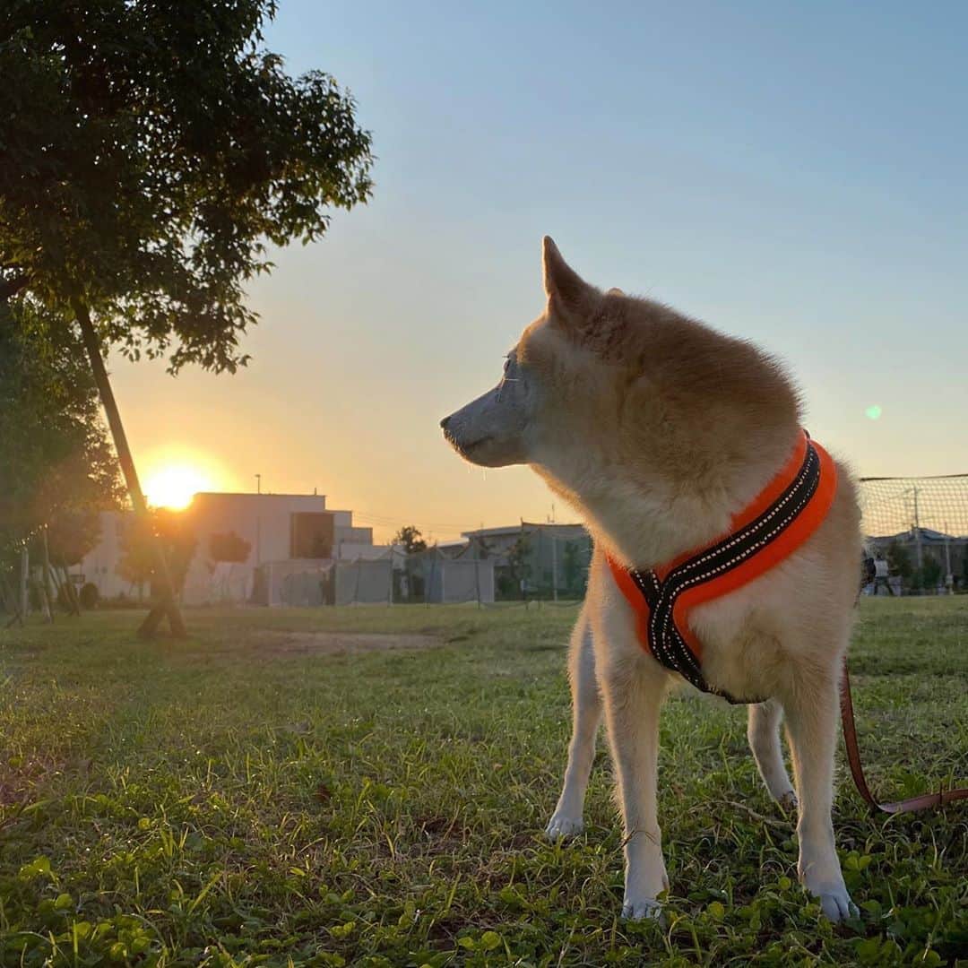 meekooのインスタグラム：「オレンジ色のニクイやつ🌇 #知ってる人は知ってる」