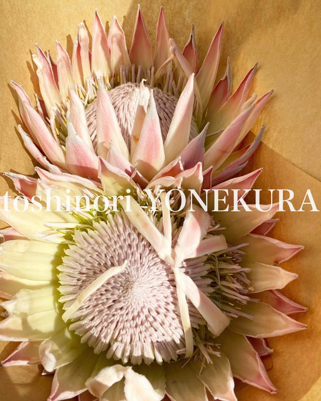 米倉利紀さんのインスタグラム写真 - (米倉利紀Instagram)「flowers for tomorrow #男花 #花のある生活」10月20日 14時42分 - toshi_yonekura