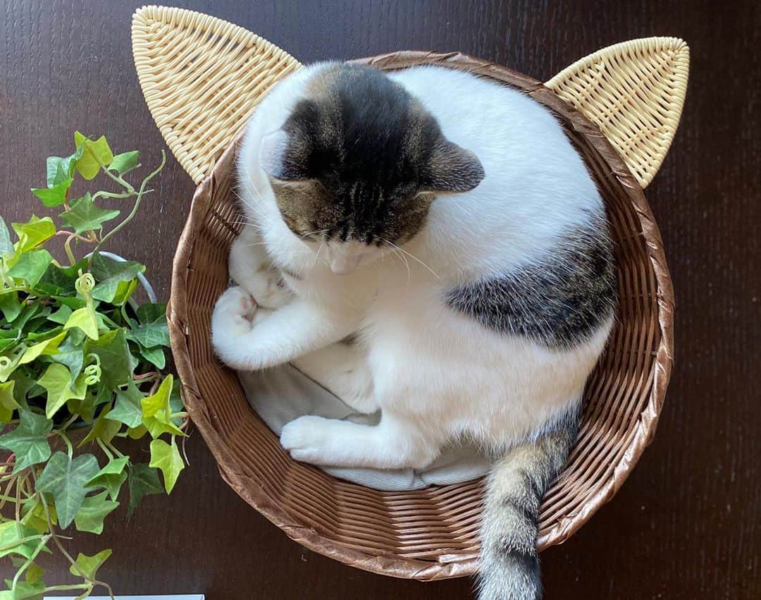 佐野優子のインスタグラム：「. 猫かごでおくつろぎ中₍˄ุ.͡˳̫.˄ุ₎ฅ˒˒ . #猫かご #ダイソー  #300円 #猫グッズ」