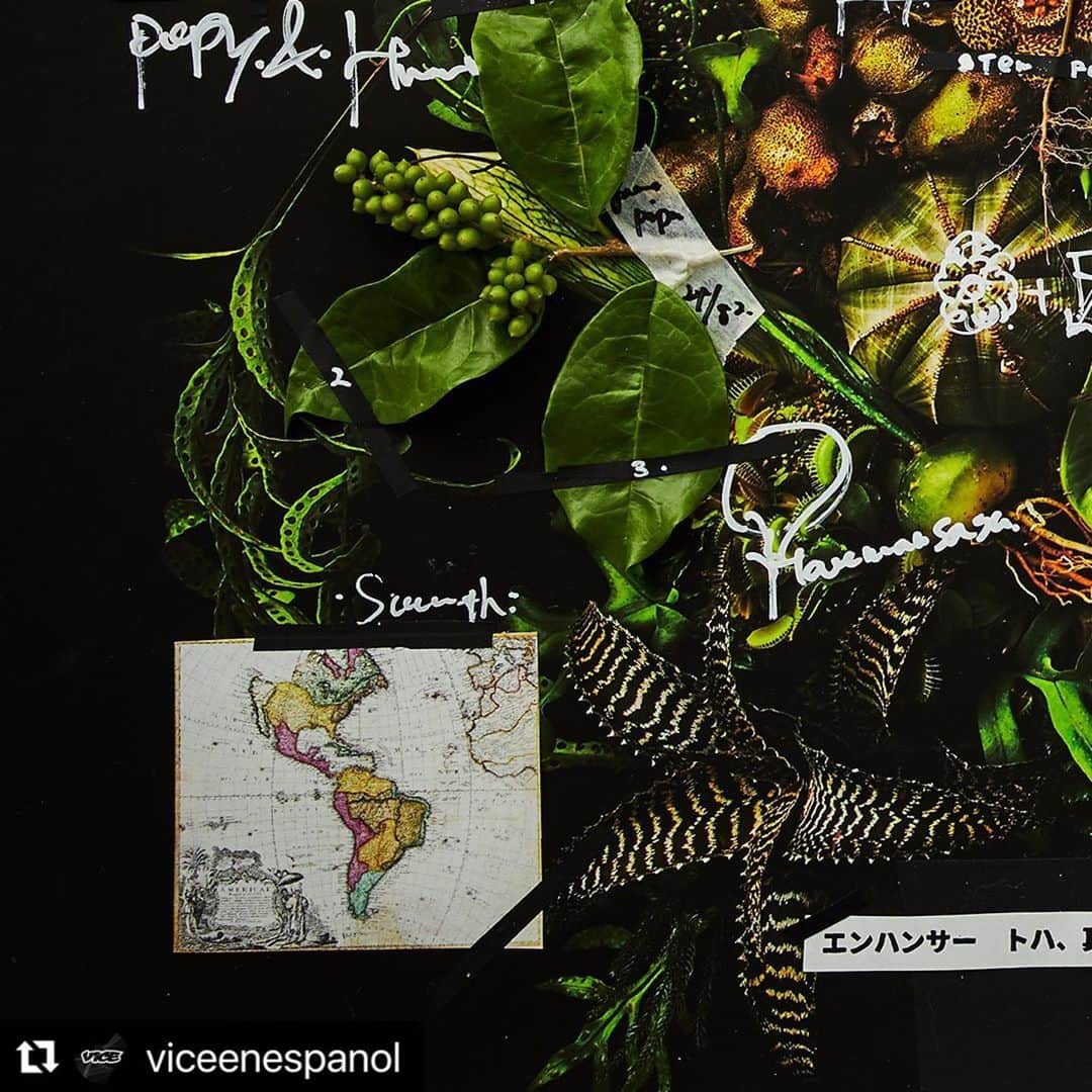 東信のインスタグラム：「#Repost @viceenespanol with @make_repost ・・・ PLANTA: Latinoamérica desde la raíz.⁠⠀ ⁠⠀ Hablamos de cómo la marihuana se convirtió en la planta que generó una nueva manera de vivir y trabajar en Uruguay. De todo aquello que implica además la coca y su hoja para las comunidades indígenas de Colombia, Bolivia y Perú y de cómo la conversación sobre su legalización está dejando por fuera visiones y usos que se escapan a los fines comerciales e incluso medicinales de mestizos y blancos. ⁠⠀ ⁠⠀ Puedes dar clic en el link de la bio en @viceenespanol para leer más sobre la PLANTA.⁠⠀ ⁠⠀ En PLANTA se describe entre hojas, raíces, flores y tallos lo que es esta región brava, agreste, bella y poderosa. Cacao, Chile, Tabaco, Marihuana, Peyote, Coca, Amapola y Ayahuasca presentan desde México, pasando por Cuba y Brasil, hasta llegar a Uruguay las relaciones políticas, sociales, comerciales, pero también ancestrales, místicas y curativas que como latinoamericanos hemos entablado con nuestro entorno. ⁠⠀ ⁠⠀ _ _ _ _ _ _ _ _ _ _ _ _ _ _ _ _ _ _ _ _⁠⠀ ⁠⠀ La imagen de esta edición es obra del artista japonés Azuma Makoto. (@azumamakoto, @amkk_project)⁠⠀ ⁠⠀ Fotografías por ⁠⠀ @shiinokishunsuke⁠⠀ ⁠⠀ Los autores de los textos que forman parte de PLANTA son:⁠⠀ ⁠⠀ AMAPOLA⁠⠀ José Luis Pardo Vieras⁠⠀ @dromomanos⁠⠀ ⁠⠀ PEYOTE⁠⠀ Carlos Velasquez⁠⠀ @charlyfornication⁠⠀ ⁠⠀ TABACO⁠⠀ Carlos Manuel Álvarez⁠⠀ @cm_alvarez89⁠⠀ ⁠⠀ MARIHUANA⁠⠀ Guillermo Garat⁠⠀ ⁠⠀ COCA⁠⠀ Juliana Zárate y David Restrepo⁠⠀ @davrestrepo @comprandobanano @muchocol⁠⠀ ⁠⠀ CHILE⁠⠀ Alejandra Sánchez Inzunza⁠⠀ @dromomanos⁠⠀ ⁠⠀ AYAHUASCA⁠⠀ Matias Maxx⁠⠀ @matiasmaxx⁠⠀ ⁠⠀ CACAO⁠⠀ Juliana Zárate⁠ @comprandobanano @muchocol」
