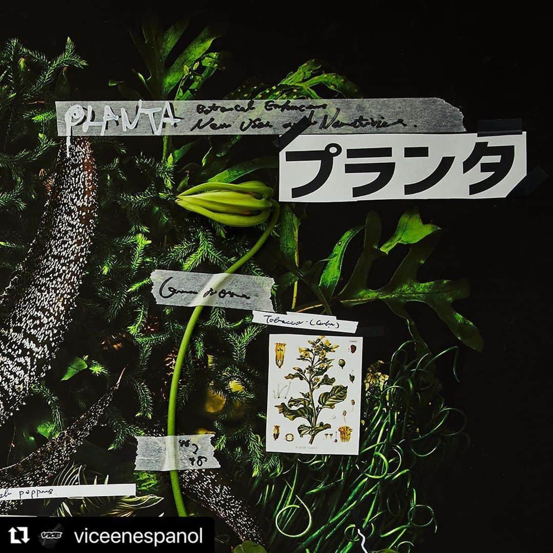 東信のインスタグラム：「#Repost @viceenespanol with @make_repost ・・・ PLANTA: Latinoamérica desde la raíz⁠⠀ ⁠⠀ Una edición que explora cómo la amapola ha crecido y brotado en un campo abandonado y de cómo el tabaco es el bitácora de la revolución en Cuba. Lee más sobre estas dos plantas dando clic en el link de la bio en @viceenespanol⁠⠀ ⁠⠀ Esta edición trata de entender la relaciones que como latinoamericanos tenemos con estas plantas maestras. Son ocho plantas que describen entre hojas, raíces, flores y tallos lo que es esta región brava, agreste, bella y poderosa. Cacao, Chile, Tabaco, Marihuana, Peyote, Coca, Amapola y Ayahuasca presentan desde México, pasando por Cuba y Brasil, hasta llegar a Uruguay las relaciones políticas, sociales, comerciales, pero también ancestrales, místicas y curativas que como latinoamericanos hemos entablado con nuestro entorno. ⁠⠀ ⁠⠀ _ _ _ _ _ _ _ _ _ _ _ _ _ _ _ _ _ _ _ _⁠⠀ ⁠⠀ La imagen de esta edición es obra del artista japonés Azuma Makoto. (@azumamakoto, @amkk_project)⁠⠀ ⁠⠀ Fotografías por ⁠⠀ @shiinokishunsuke⁠⠀ ⁠⠀ Los autores de los textos que forman parte de PLANTA son:⁠⠀ ⁠⠀ AMAPOLA⁠⠀ José Luis Pardo Vieras⁠⠀ @dromomanos⁠⠀ ⁠⠀ PEYOTE⁠⠀ Carlos Velasquez⁠⠀ @charlyfornication⁠⠀ ⁠⠀ TABACO⁠⠀ Carlos Manuel Álvarez⁠⠀ @cm_alvarez89⁠⠀ ⁠⠀ MARIHUANA⁠⠀ Guillermo Garat⁠⠀ ⁠⠀ COCA⁠⠀ Juliana Zárate y David Restrepo⁠⠀ @davrestrepo @comprandobanano @muchocol⁠⠀ ⁠⠀ CHILE⁠⠀ Alejandra Sánchez Inzunza⁠⠀ @dromomanos⁠⠀ ⁠⠀ AYAHUASCA⁠⠀ Matias Maxx⁠⠀ @matiasmaxx⁠⠀ ⁠⠀ CACAO⁠⠀ Juliana Zárate @comprandobanano  @muchocol」