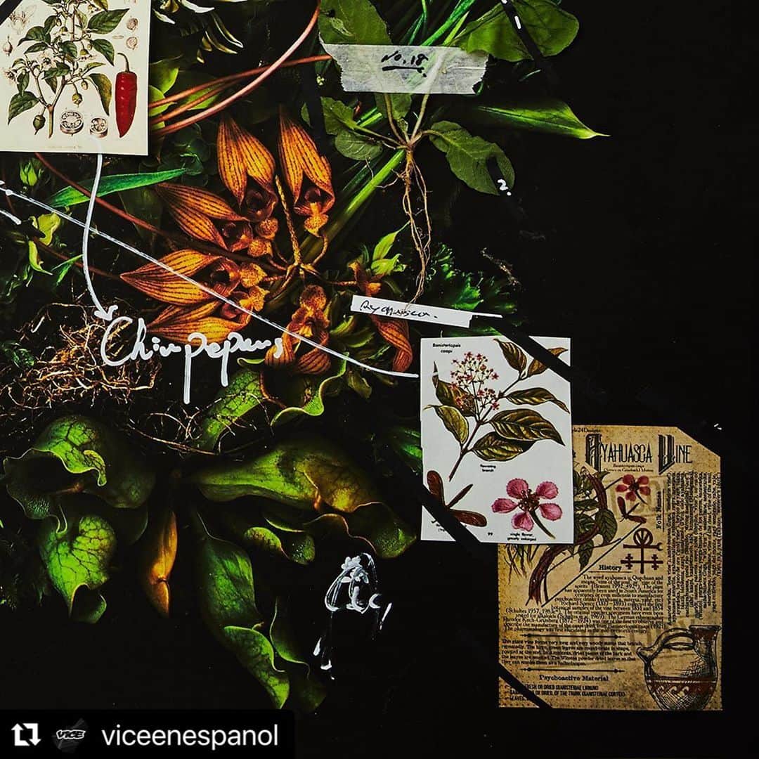 東信のインスタグラム：「#Repost @viceenespanol with @make_repost ・・・ PLANTA: Latinoamérica desde la raíz, es nuestra 6ª Edición en la que tratamos de entender la relaciones que como latinoamericanos tenemos con estas plantas maestras.   Son ocho plantas que describen entre hojas, raíces, flores y tallos lo que es esta región brava, agreste, bella y poderosa. Cacao, Chile, Tabaco, Marihuana, Peyote, Coca, Amapola y Ayahuasca presentan desde México, pasando por Cuba y Brasil, hasta llegar a Uruguay las relaciones políticas, sociales, comerciales, pero también ancestrales, místicas y curativas que como latinoamericanos hemos entablado con nuestro entorno.⁠⠀ ⁠⠀ Te invitamos a leer los textos de PLANTA dando clic en el link de la bio en @viceenespanol⁠⠀ ⁠⠀ _ _ _ _ _ _ _ _ _ _ _ _ _ _ _ _ _ _ _ _⁠⠀ ⁠⠀ La imagen de esta edición es obra del artista japonés Azuma Makoto. (@azumamakoto, @amkk_project)⁠⠀ ⁠⠀ Fotografías por ⁠⠀ @shiinokishunsuke⁠⠀ ⁠⠀ Los autores de los textos que forman parte de PLANTA son:⁠⠀ ⁠⠀ AMAPOLA⁠⠀ José Luis Pardo Vieras⁠⠀ @dromomanos⁠⠀ ⁠⠀ PEYOTE⁠⠀ Carlos Velasquez⁠⠀ @charlyfornication⁠⠀ ⁠⠀ TABACO⁠⠀ Carlos Manuel Álvarez⁠⠀ @cm_alvarez89⁠⠀ ⁠⠀ MARIHUANA⁠⠀ Guillermo Garat⁠⠀ ⁠⠀ COCA⁠⠀ Juliana Zárate y David Restrepo⁠⠀ @davrestrepo @comprandobanano @muchocol⁠⠀ ⁠⠀ CHILE⁠⠀ Alejandra Sánchez Inzunza⁠⠀ @dromomanos⁠⠀ ⁠⠀ AYAHUASCA⁠⠀ Matias Maxx⁠⠀ @matiasmaxx⁠⠀ ⁠⠀ CACAO⁠⠀ Juliana Zárate @comprandobanano @muchocol」