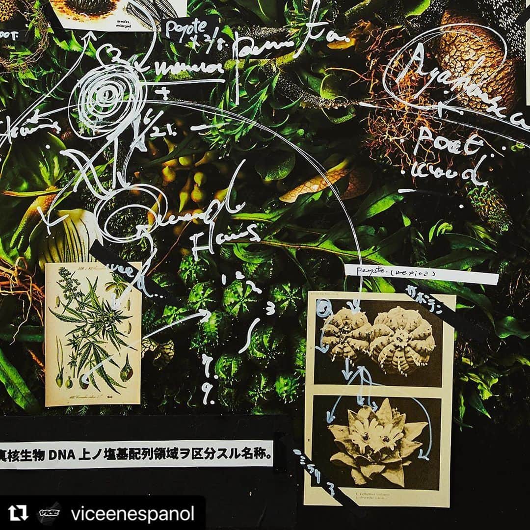 東信のインスタグラム：「#Repost @viceenespanol with @make_repost ・・・ Planta: Latinoamérica desde la raíz.⁠⠀ ⁠⠀ Una edición que explora cómo el cacao es la gran planta madre y cómo hoy se esnifa en discotecas por el mundo; de cómo el ayahuasca se ha hecho planta maestra y santo grial en una serie de religiones sincréticas en Brasil. Para leer más sobre el cacao y la ayahuasca, puedes dar clic en el link de la bio en @viceenespanol.⁠⠀ ⁠⠀ En PLANTA se abordan ocho que describen entre hojas, raíces, flores y tallos lo que es esta región brava, agreste, bella y poderosa. Cacao, Chile, Tabaco, Marihuana, Peyote, Coca, Amapola y Ayahuasca presentan desde México, pasando por Cuba y Brasil, hasta llegar a Uruguay las relaciones políticas, sociales, comerciales, pero también ancestrales, místicas y curativas que como latinoamericanos hemos entablado con nuestro entorno.⁠⠀ ⁠⠀ _ _ _ _ _ _ _ _ _ _ _ _ _ _ _ _ _ _ _ _⁠⠀ ⁠⠀ La imagen de esta edición es obra del artista japonés Azuma Makoto. (@azumamakoto, @amkk_project)⁠⠀ ⁠⠀ Fotografías por ⁠⠀ @shiinokishunsuke⁠⠀ ⁠⠀ Los autores de los textos que forman parte de PLANTA son:⁠⠀ ⁠⠀ AMAPOLA⁠⠀ José Luis Pardo Vieras⁠⠀ @dromomanos⁠⠀ ⁠⠀ PEYOTE⁠⠀ Carlos Velasquez⁠⠀ @charlyfornication⁠⠀ ⁠⠀ TABACO⁠⠀ Carlos Manuel Álvarez⁠⠀ @cm_alvarez89⁠⠀ ⁠⠀ MARIHUANA⁠⠀ Guillermo Garat⁠⠀ ⁠⠀ COCA⁠⠀ Juliana Zárate y David Restrepo⁠⠀ @davrestrepo @comprandobanano @muchocol⁠⠀ ⁠⠀ CHILE⁠⠀ Alejandra Sánchez Inzunza⁠⠀ @dromomanos⁠⠀ ⁠⠀ AYAHUASCA⁠⠀ Matias Maxx⁠⠀ @matiasmaxx⁠⠀ ⁠⠀ CACAO⁠⠀ Juliana Zárate @comprandobanano @muchocol」