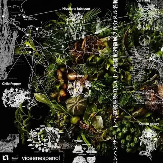 椎木俊介のインスタグラム：「#Repost @viceenespanol with @get_repost ・・・ PLANTA: Latinoamérica desde la raíz, es las 6ª Edición.⁠⠀ ⁠⠀ Esta edición trata de entender la relaciones que como latinoamericanos tenemos con estas plantas maestras. Son ocho plantas que describen entre hojas, raíces, flores y tallos lo que es esta región brava, agreste, bella y poderosa. Cacao, Chile, Tabaco, Marihuana, Peyote, Coca, Amapola y Ayahuasca presentan desde México, pasando por Cuba y Brasil, hasta llegar a Uruguay las relaciones políticas, sociales, comerciales, pero también ancestrales, místicas y curativas que como latinoamericanos hemos entablado con nuestro entorno.⁠⠀ ⁠⠀ Te invitamos a leer los textos de PLANTA dando clic en el link de la bio en @viceenespanol⁠⠀ ⁠⠀ _ _ _ _ _ _ _ _ _ _ _ _ _ _ _ _ _ _ _ _⁠⠀ ⁠⠀ La imagen de esta edición es obra del artista japonés Azuma Makoto. (@azumamakoto, @amkk_project)⁠⠀ ⁠⠀ Fotografías por ⁠⠀ @shiinokishunsuke⁠⠀ ⁠⠀ Los autores de los textos que forman parte de PLANTA son:⁠⠀ ⁠⠀ AMAPOLA⁠⠀ José Luis Pardo Vieras⁠⠀ @dromomanos⁠⠀ ⁠⠀ PEYOTE⁠⠀ Carlos Velasquez⁠⠀ @charlyfornication⁠⠀ ⁠⠀ TABACO⁠⠀ Carlos Manuel Álvarez⁠⠀ @cm_alvarez89⁠⠀ ⁠⠀ MARIHUANA⁠⠀ Guillermo Garat⁠⠀ ⁠⠀ COCA⁠⠀ Juliana Zárate y David Restrepo⁠⠀ @davidalrestrepo @comprandobanano @muchocol⁠⠀ ⁠⠀ CHILE⁠⠀ Alejandra Sánchez Inzunza⁠⠀ @dromomanos⁠⠀ ⁠⠀ AYAHUASCA⁠⠀ Matias Maxx⁠⠀ @matiasmaxx⁠⠀ ⁠⠀ CACAO⁠⠀ Julian Zárate」