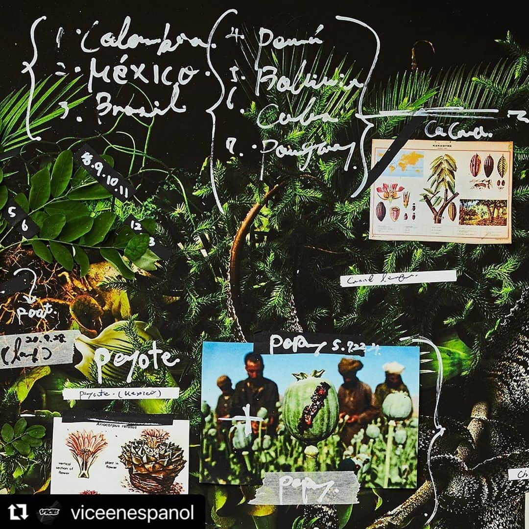 東信のインスタグラム：「#Repost @viceenespanol with @make_repost ・・・ PLANTA: Latinoamérica desde la raíz⁠⠀ ⁠⠀ Hablamos de cómo el chile duele e identifica una nación, de cómo la amapola ha crecido y brotado en un campo abandonado, de cómo el peyote solo se le presenta a quién él prefiere.⁠⠀ ⁠⠀ Para leer más sobre el chile y el peyote, da clic en el link de la bio en @viceenespanol.⁠⠀ ⁠⠀ Esta edición trata de entender la relaciones que como latinoamericanos tenemos con estas plantas maestras. Son ocho plantas que describen entre hojas, raíces, flores y tallos lo que es esta región brava, agreste, bella y poderosa. Cacao, Chile, Tabaco, Marihuana, Peyote, Coca, Amapola y Ayahuasca presentan desde México, pasando por Cuba y Brasil, hasta llegar a Uruguay las relaciones políticas, sociales, comerciales, pero también ancestrales, místicas y curativas que como latinoamericanos hemos entablado con nuestro entorno. ⁠⠀ ⁠⠀ _ _ _ _ _ _ _ _ _ _ _ _ _ _ _ _ _ _ _ _⁠⠀ ⁠⠀ La imagen de esta edición es obra del artista japonés Azuma Makoto. (@azumamakoto, @amkk_project)⁠⠀ ⁠⠀ Fotografías por ⁠⠀ @shiinokishunsuke⁠⠀ ⁠⠀ Los autores de los textos que forman parte de PLANTA son:⁠⠀ ⁠⠀ AMAPOLA⁠⠀ José Luis Pardo Vieras⁠⠀ @dromomanos⁠⠀ ⁠⠀ PEYOTE⁠⠀ Carlos Velasquez⁠⠀ @charlyfornication⁠⠀ ⁠⠀ TABACO⁠⠀ Carlos Manuel Álvarez⁠⠀ @cm_alvarez89⁠⠀ ⁠⠀ MARIHUANA⁠⠀ Guillermo Garat⁠⠀ ⁠⠀ COCA⁠⠀ Juliana Zárate y David Restrepo⁠⠀ @davrestrepo @comprandobanano @muchocol⁠⠀ ⁠⠀ CHILE⁠⠀ Alejandra Sánchez Inzunza⁠⠀ @dromomanos⁠⠀ ⁠⠀ AYAHUASCA⁠⠀ Matias Maxx⁠⠀ @matiasmaxx⁠⠀ ⁠⠀ CACAO⁠⠀ Juliana Zárate⁠ @comprandobanano @muchocol」