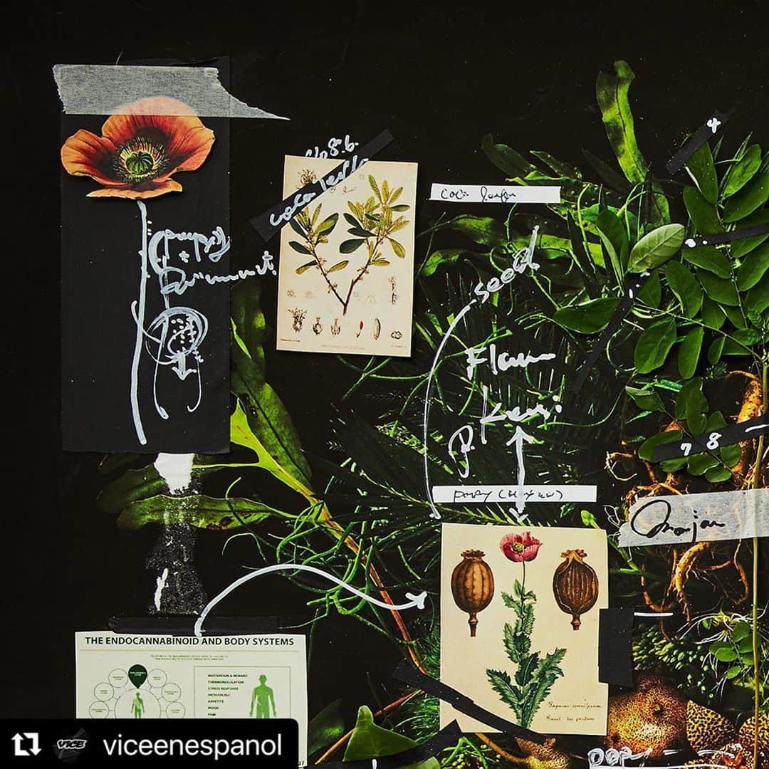 東信のインスタグラム：「#Repost @viceenespanol with @make_repost ・・・ PLANTA: Latinoamérica desde la raíz, es las 6ª Edición.⁠⠀ ⁠⠀ Esta edición trata de entender la relaciones que como latinoamericanos tenemos con estas plantas maestras. Son ocho plantas que describen entre hojas, raíces, flores y tallos lo que es esta región brava, agreste, bella y poderosa. Cacao, Chile, Tabaco, Marihuana, Peyote, Coca, Amapola y Ayahuasca presentan desde México, pasando por Cuba y Brasil, hasta llegar a Uruguay las relaciones políticas, sociales, comerciales, pero también ancestrales, místicas y curativas que como latinoamericanos hemos entablado con nuestro entorno.⁠⠀ ⁠⠀ Te invitamos a leer los textos de PLANTA dando clic en el link de la bio en @viceenespanol⁠⠀ ⁠⠀ _ _ _ _ _ _ _ _ _ _ _ _ _ _ _ _ _ _ _ _⁠⠀ ⁠⠀ La imagen de esta edición es obra del artista japonés Azuma Makoto. (@azumamakoto, @amkk_project)⁠⠀ ⁠⠀ Fotografías por ⁠⠀ @shiinokishunsuke⁠⠀ ⁠⠀ Los autores de los textos que forman parte de PLANTA son:⁠⠀ ⁠⠀ AMAPOLA⁠⠀ José Luis Pardo Vieras⁠⠀ @dromomanos⁠⠀ ⁠⠀ PEYOTE⁠⠀ Carlos Velasquez⁠⠀ @charlyfornication⁠⠀ ⁠⠀ TABACO⁠⠀ Carlos Manuel Álvarez⁠⠀ @cm_alvarez89⁠⠀ ⁠⠀ MARIHUANA⁠⠀ Guillermo Garat⁠⠀ ⁠⠀ COCA⁠⠀ Juliana Zárate y David Restrepo⁠⠀ @davidalrestrepo @comprandobanano @muchocol⁠⠀ ⁠⠀ CHILE⁠⠀ Alejandra Sánchez Inzunza⁠⠀ @dromomanos⁠⠀ ⁠⠀ AYAHUASCA⁠⠀ Matias Maxx⁠⠀ @matiasmaxx⁠⠀ ⁠⠀ CACAO⁠⠀ Julian Zárate」