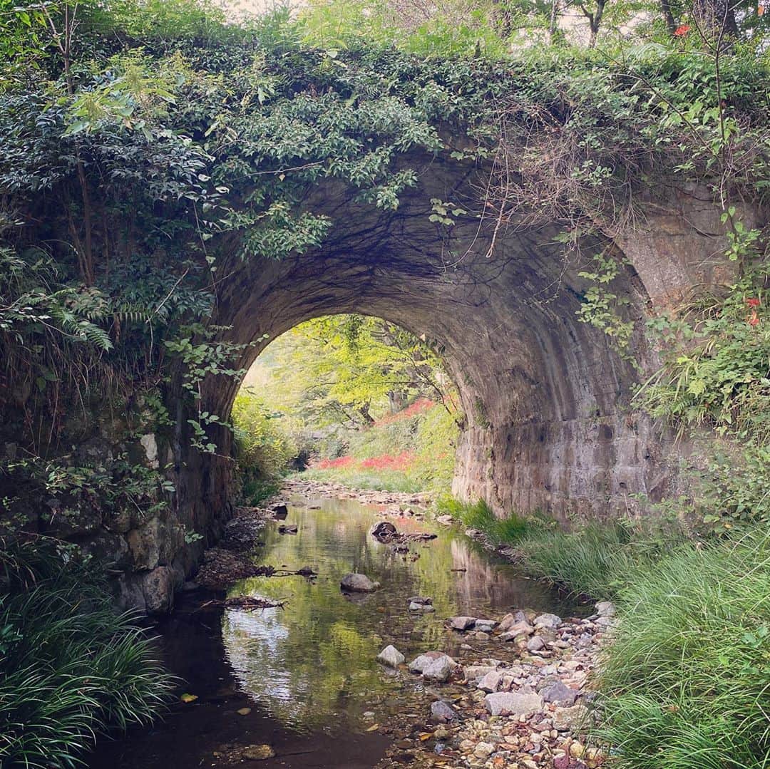 イレーネのインスタグラム：「Beauty... 綺麗すぎませんか🛤 やっと先日訪れた旧門谷小学校のことをnoteに書けました。プロフィールのlinkから是非読んでくれたら嬉しいな  #イレトリップ  #新城市  #旧門谷小学校  #廃校  #愛知県  #奥三河  #lapinetpain  #japan #彼岸花  #地産地消 #コーヒー」