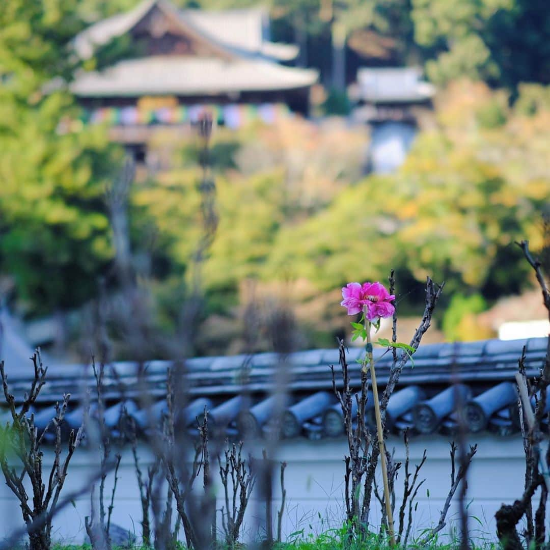 奈良 長谷寺 / nara hasederaさんのインスタグラム写真 - (奈良 長谷寺 / nara hasederaInstagram)「#寒露 に一輪咲いた#寒牡丹  #Peony usually blooms in spring, but sometimes there are peony that bloom in the wrong season.  #長谷寺 #奈良長谷寺 #総本山長谷寺 #花の御寺 #奈良 #hasedera #hasederatemple #temple #japan #japanesetraditional #pilgrimage #nara #tourism #sightseeing #japanesetemple #西国 #西国三十三所 #霊場 #巡礼 #四寺巡礼 #長谷寺が好き」10月20日 15時39分 - hase_dera