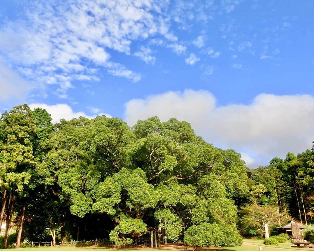 細川茂樹のインスタグラム：「雲と空 名馬が眠る 楠の森 樹蔭で会おう 来世は共に★ #細川茂樹#shigekihosokawa#fromjpn#fromtokyo#instagramjpn#instagramtokyo#yamaguchi #川棚のクスの森#楠の森霊馬神#雲雀毛#楠の木#短歌#インスタ短歌#写真短歌」