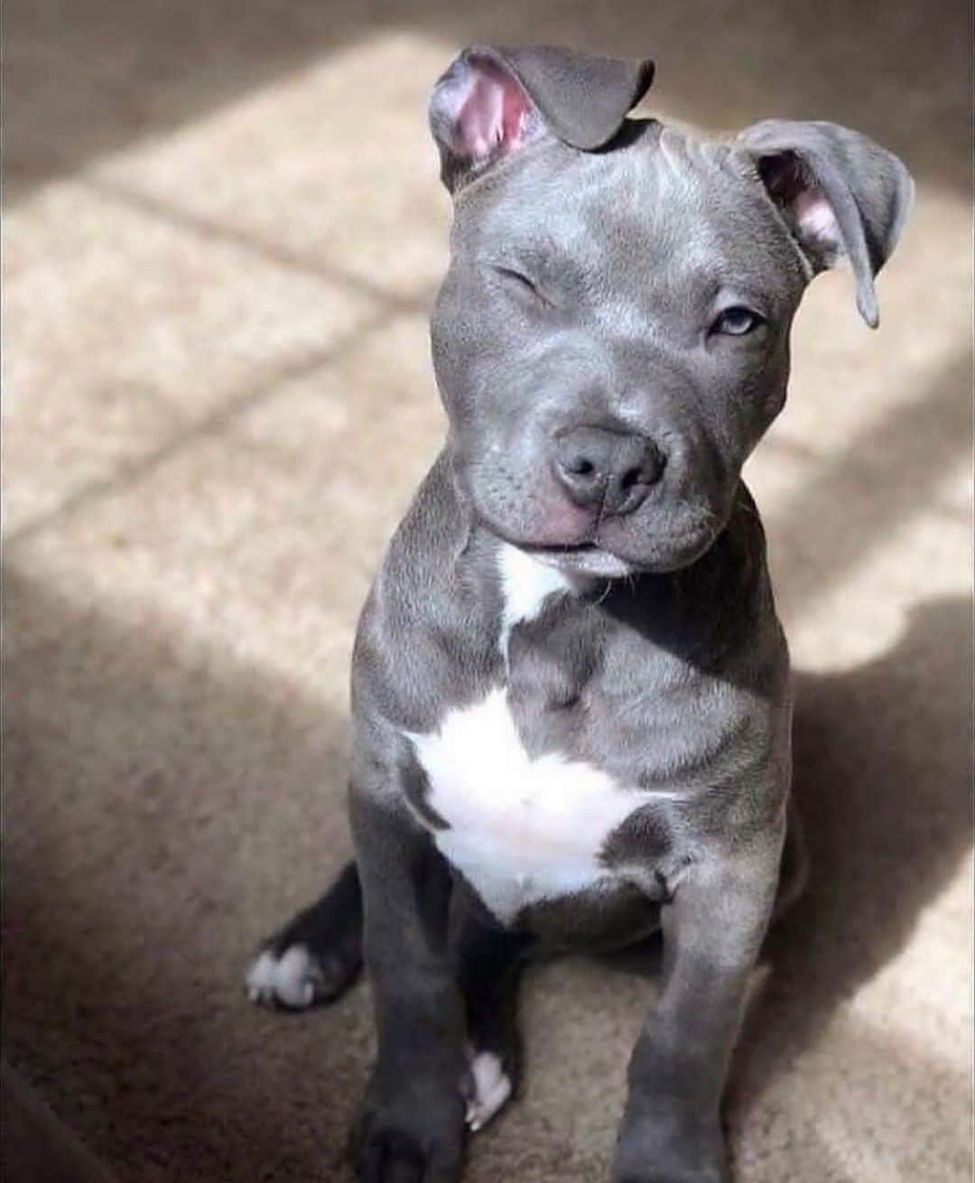 ファニー・リックマンのインスタグラム：「Mood 😂😍🐶」