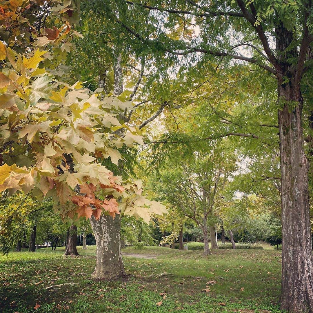のインスタグラム：「🍁🍂🌿」