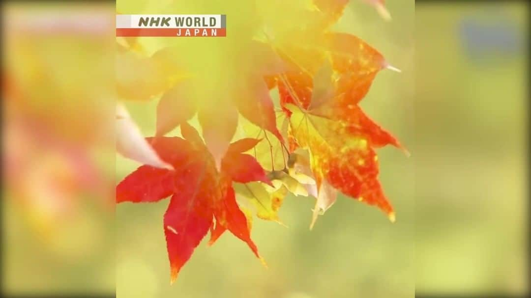 NHK「WORLD-JAPAN」のインスタグラム