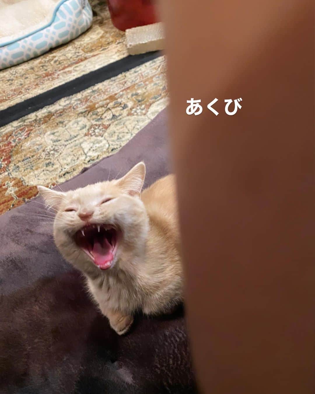 高木裕介さんのインスタグラム写真 - (高木裕介Instagram)「あくび撮れた #ねこすたぐらむ  #ねこ」10月20日 16時52分 - urealm.takagi_official