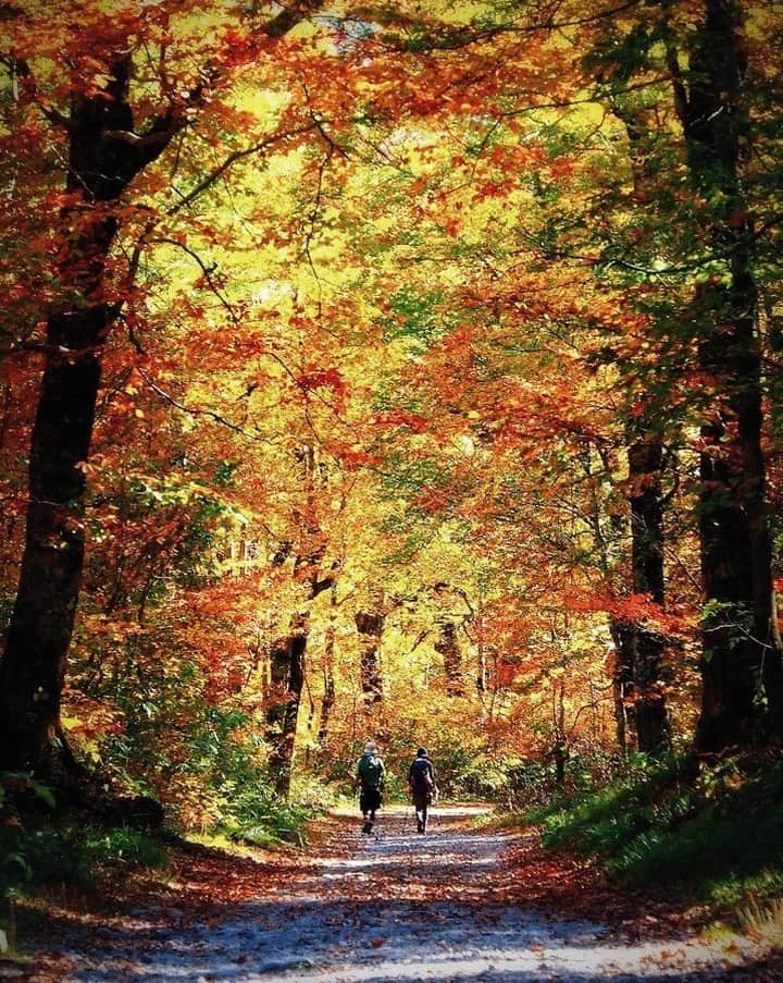 ?長野県 観光 公式インスタグラム さんのインスタグラム写真 - (?長野県 観光 公式インスタグラム Instagram)「//﻿ Photo by @kiwamu_official﻿ ﻿ Kamikochi’s Autumn Colors﻿ (Matsumoto City)﻿ ﻿ In Kamikochi, one of Japan’s national parks, you can enjoy beautiful scenery that changes with every season.﻿ ﻿ During autumn, the area’s Japanese larches become a breathtaking carpet of yellow and gold at the base of the Japanese Alps.﻿ ﻿ This brilliant and colorful scenery only lasts a short time as winter soon follows. But even if you can’t see now, there’s always next year.﻿ ﻿ ＝＝＝＝＝＝＝＝＝﻿ ﻿ 黄金色に染まる﻿ 「上高地の紅葉」﻿ ＠松本市﻿ ﻿ 季節によって全く違う﻿ 風景が楽しめる「上高地」⛰﻿ ﻿ カラマツが黄金色に染まる秋は﻿ 息をのむほど美しい光景が広がり﻿ 紅葉狩りスポットとしても人気です🍁﻿ ﻿ 厳しい冬はもう目前﻿ 短い秋にしか見られない﻿ 絶景を楽しんでみては？✨﻿ ﻿ ＿＿＿＿＿＿＿＿＿ ﻿ ﻿ 📸インスタアワード作品募集中📸﻿ 応募期間8/19～11/10﻿ 詳しくはプロフィールのリンクからご覧ください﻿ ﻿ @nagano_japan﻿ @jr_nagano_train﻿  をフォローして﻿ 応募期間(8/19～11/10)内に ﻿ 長野県内で撮った写真に﻿ #長野の車窓から﻿ #”撮影場所”﻿ を付けて投稿するだけ✨﻿ ﻿ ＿＿＿＿＿＿＿＿＿﻿ ﻿ Location / Matsumoto City, Japan ﻿ ﻿ #おうちでながの﻿ #長野のいいところ ﻿ #上高地﻿ #松本市」10月20日 17時01分 - nagano_japan