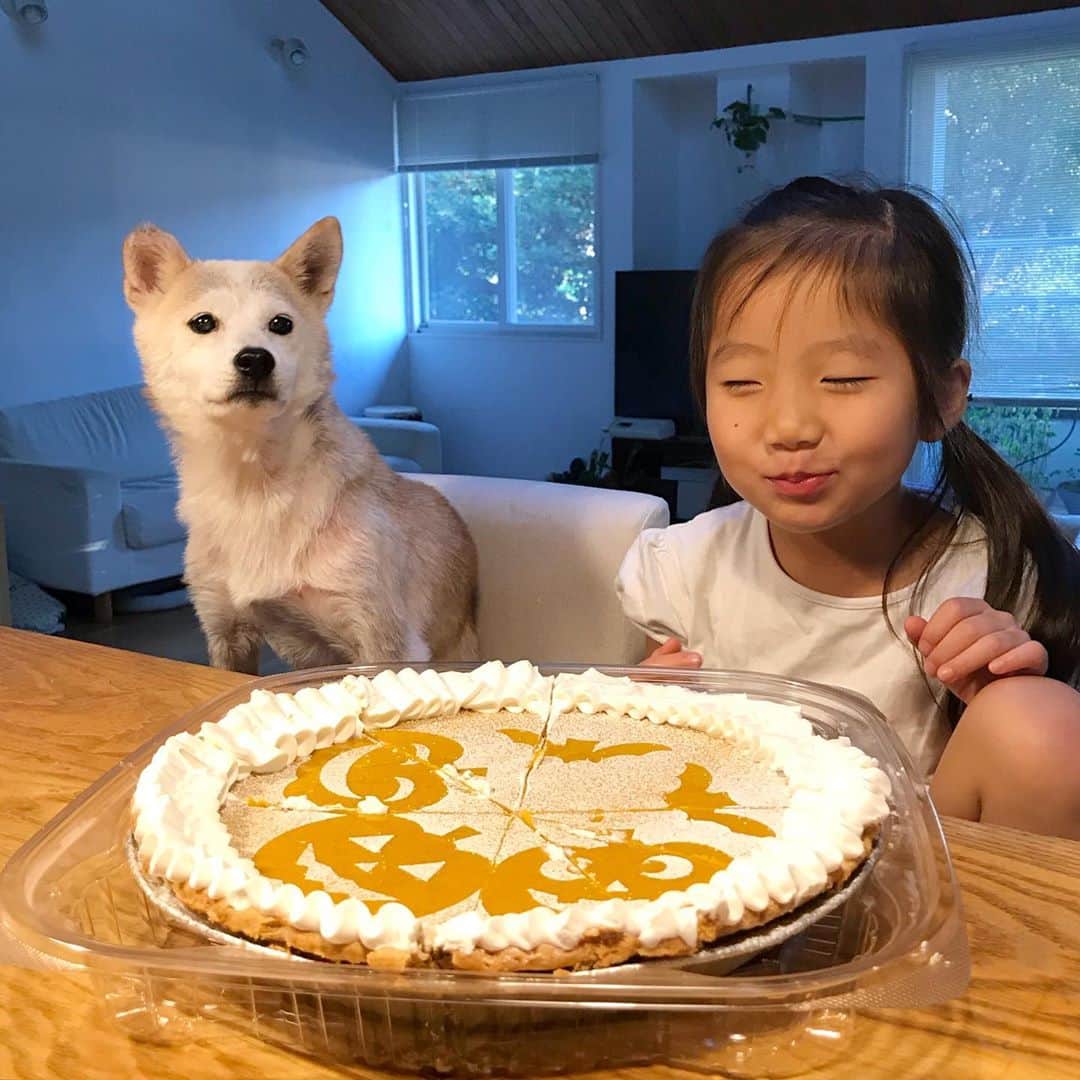 柴犬リリコのインスタグラム：「ハロウィン🎃気分で冒険してパンプキンパイ🥧を買ってみたものの、やっぱりコストコスイーツはちょっとでいいや…と言うことをみんなで再確認しました😅（パパ👨🏻は1人で1/6食べました） #コストコ #パンプキンパイ」