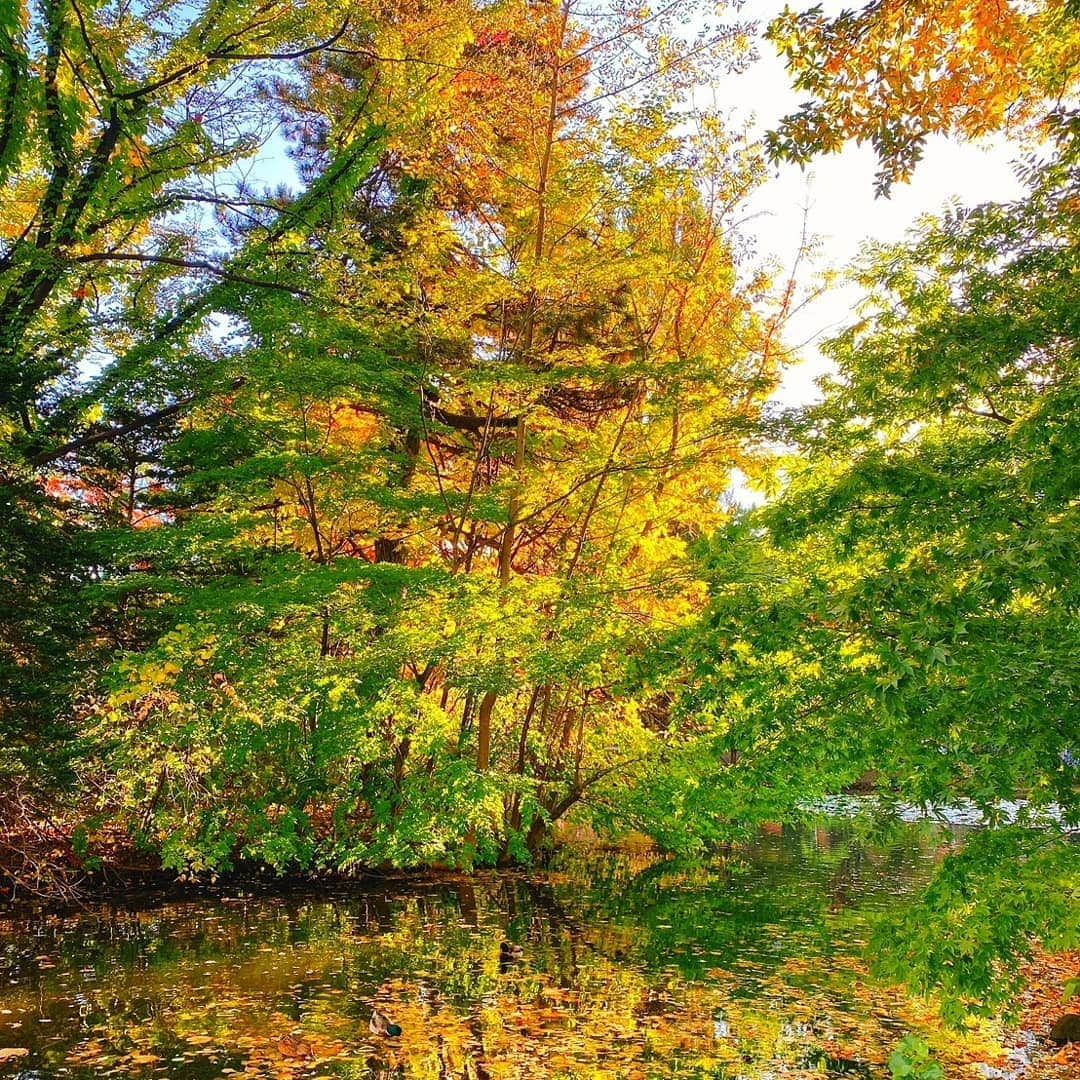 DJ DAIKI（若林大輝）さんのインスタグラム写真 - (DJ DAIKI（若林大輝）Instagram)「The autumn leaves in Japan are so beautiful👏✨ . 北海道は一足早い 紅葉スタート . 一年でこんなに 日本にいたのは十数年ぶり . 日本の秋は美しい🍁🍁 京都の紅葉も見に行こうかな⛩️ . #北海道 #支笏湖 #支笏湖温泉  #紅葉  #食欲の秋」10月20日 17時28分 - daiki.wakabayashi