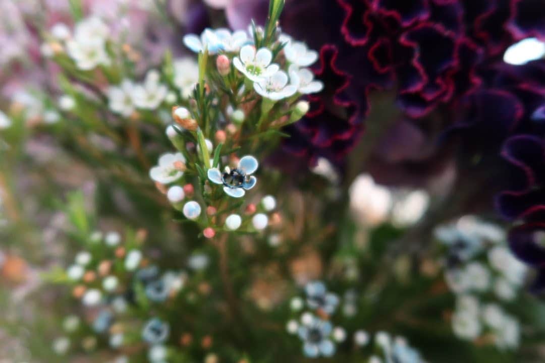早坂香須子さんのインスタグラム写真 - (早坂香須子Instagram)「お祝いが重なったので、神楽坂のお花屋さん　@naoten10 さんにギフト用と自宅用にお花をお願いしました。  お祝いの内容と贈る方をかなりイメージ寄りの文章でオーダーしましたが、見事に体現してくれましたー。ありがとう、なおちゃん♡さすがだなぁ！  みんなおめでとう㊗️」10月20日 17時45分 - kazukovalentine