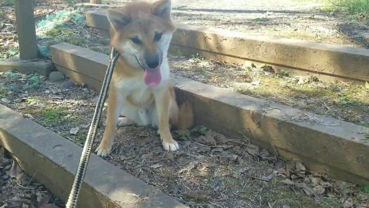 柴犬たま Shibainu Tamaのインスタグラム