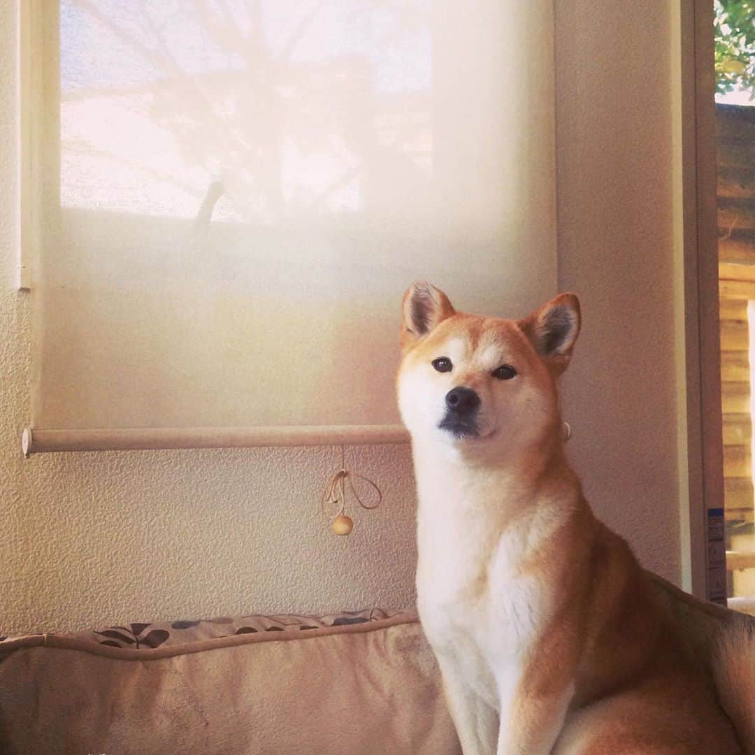 柴犬リリコのインスタグラム：「うちの子になって今日で丸7年が経ちました😌🥰7年経っても日々新しい発見があり、可愛さは増すばかり💕💕 #うちの子記念日  #7thanniversary #7yearsago」