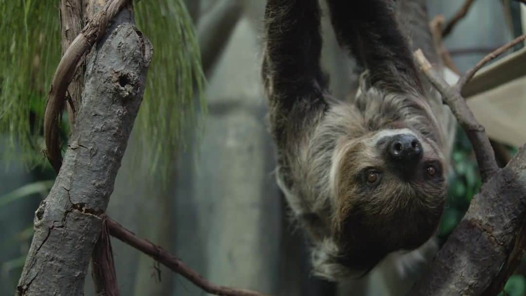 スミソニアン国立動物園のインスタグラム