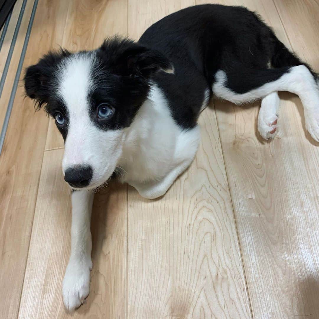 環奈（長沢菜々香の飼い犬）のインスタグラム：「きゅるん。 大きくなったなぁ。  #ボーダーコリー#犬#dogstagram #dog #いぬすたぐらむ #いぬすた」