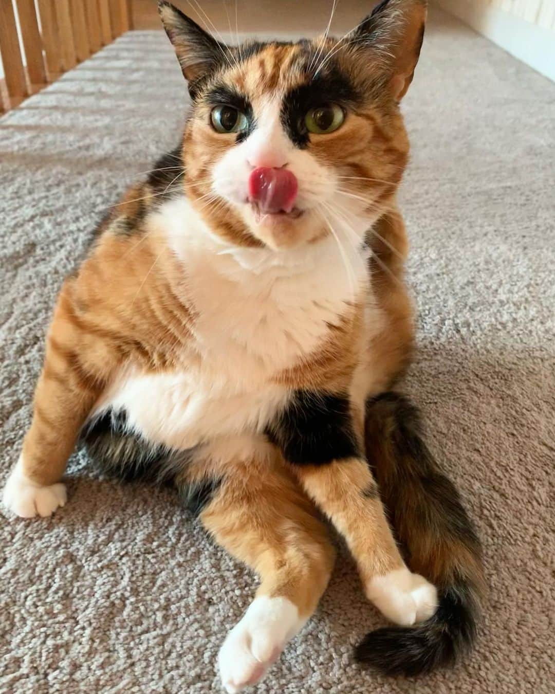 リリーのインスタグラム：「Tongue out Tuesday! Nailed it!!  . . . . . . #lillycrazyeyes #mood #catsofinstagram #9gag #calico #instacat #meowstagram #meow #meowdel #instacalico #calico #tuesday #crazyeyes #sassy #notimpressed #tonguesouttuesday #yoga #catyoga」