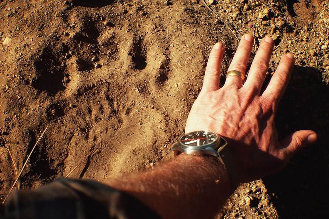 ジョシュ・スチュワートのインスタグラム：「old track big bear with a raccoon track to boot」