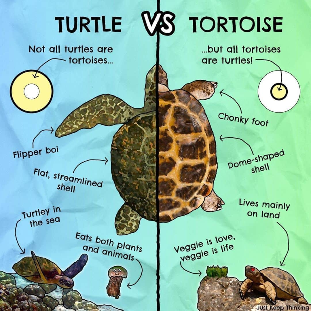 9GAGさんのインスタグラム写真 - (9GAGInstagram)「Know your 🐢⠀ ✍🏻 JustKeepThinkingsg  FB⠀ -⠀ #turtle #tortoise #comic #9gag」10月21日 4時00分 - 9gag