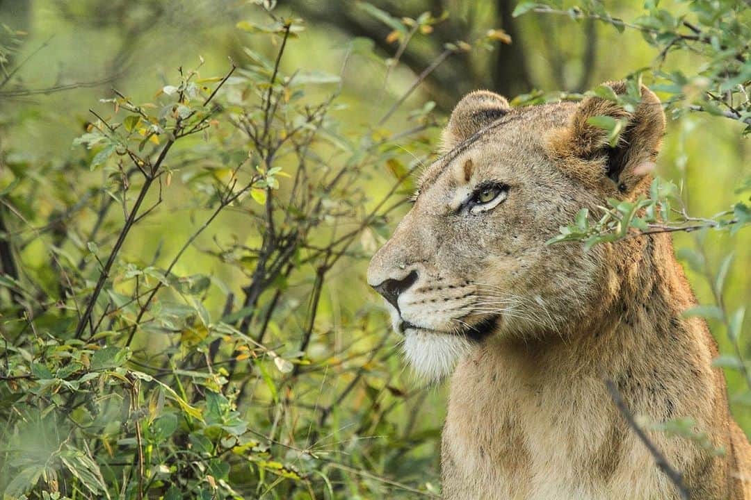 CANON USAさんのインスタグラム写真 - (CANON USAInstagram)「Photo by #CanonExplorerOfLight @49ersofficialphotog "I call this image 'Leo the Lion' as he gave me the best portrait that I had captured during my trip. The way it works is you are on a game drive in a large open jeep and once you spot an animal, we will pull over, shut off the engine and watch the animals in their environment. You are instructed to never stand up tall in the vehicle as this will make the animals nervous and want to approach. This was hard for me as I wanted to stand so many times. For this image you can see green colors in the background and how strong and majestic the lion looks in this photograph. This is one of my favorites."   📸  #Canon EOS 7D Lens: EF 70-200mm f/2.8L IS II USM」10月21日 4時25分 - canonusa