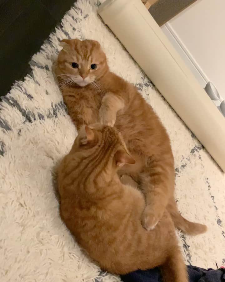 ありおときなこのインスタグラム：「ファイト！  #スコティッシュフォールド#マンチカン#レッドタビー#猫#ペコねこ部#pecoねこ部#cat#scottishfold#munchkin#みんねこ」