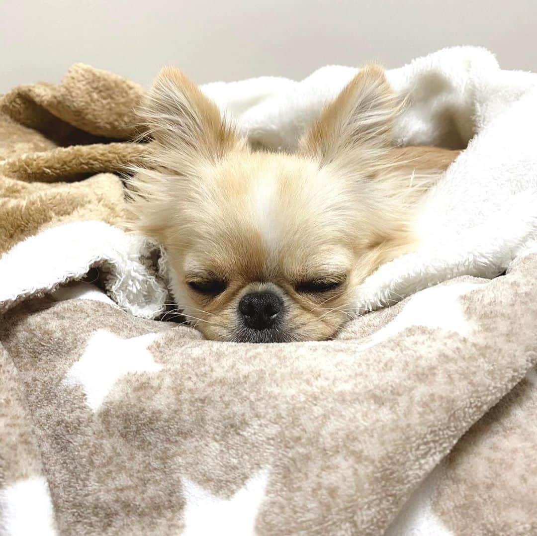 のインスタグラム：「ふわふわ毛布に包まれて♨️  朝の眠そうなピノの様子。  朝晩冷えてきたので 皆さんも温かくしてお過ごしください。  今日もお疲れさまでした☆  #ペキチワ #犬のいる暮らし #犬 #愛犬 #愛犬との暮らし #暮らし #ふわふわ #ふわもこ #毛布 #星　 #湯たんぽ #あったかいんだから  #dog #doglover #dogstagram」