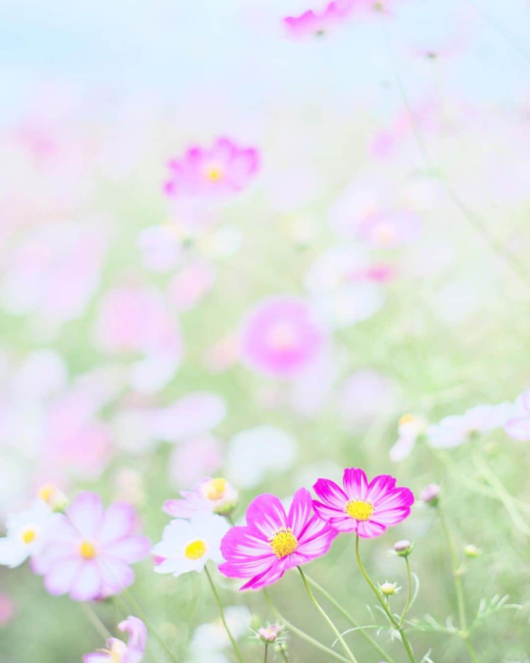 kiccyomuのインスタグラム：「☁️ 2020.10.20 Tue またまた #昭和記念公園 #コスモス 🌸 さらに満開で行けて良かった😊 赤色もお気に入り #心に花を  今日もお疲れ様〜 明日も元気に🤗  location #東京 📷撮影 2020年10月18日 #オールドレンズ 📷 #Minolta」