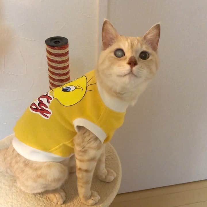 ruiruiのインスタグラム：「福ちゃんは元気です（2020/10/20） . . 昨日のステロイドのお注射が効いたようで、お顔の腫れも治りいつもの福になりました😊 苦戦して食べていたご飯も少しは改善されたようで、ちゃんと完食するようになりました。 今日はマナたんが小さい時に着ていたトゥイーティーのキャミソールをリメイクした服を着ています😊 . . 本当にたくさんの応援コメントありがとうございます🙇‍♀️とても励みになっております。 . . Fuku-chan has been treated with anti-cancer drugs after radiation therapy. Wearing clothes to protect the treated area. . . #抗がん剤治療中 #放射線治療 #皮膚型リンパ腫 #手作り術後服 #福ちゃんは耳が聞こえない #右目失明 #元野良猫 #保護猫 #猫 #にゃんこ #にゃんすたぐらむ #ねこ #茶トラ #ねこ部 #ふわもこ部 #ペコねこ部 #pecocat #mofmo #deafcat #cute #cat #cats #catlover #catstagram #instacat #Instagramcats #ilovemycat  #catsofinstagram #catstagram_japan」