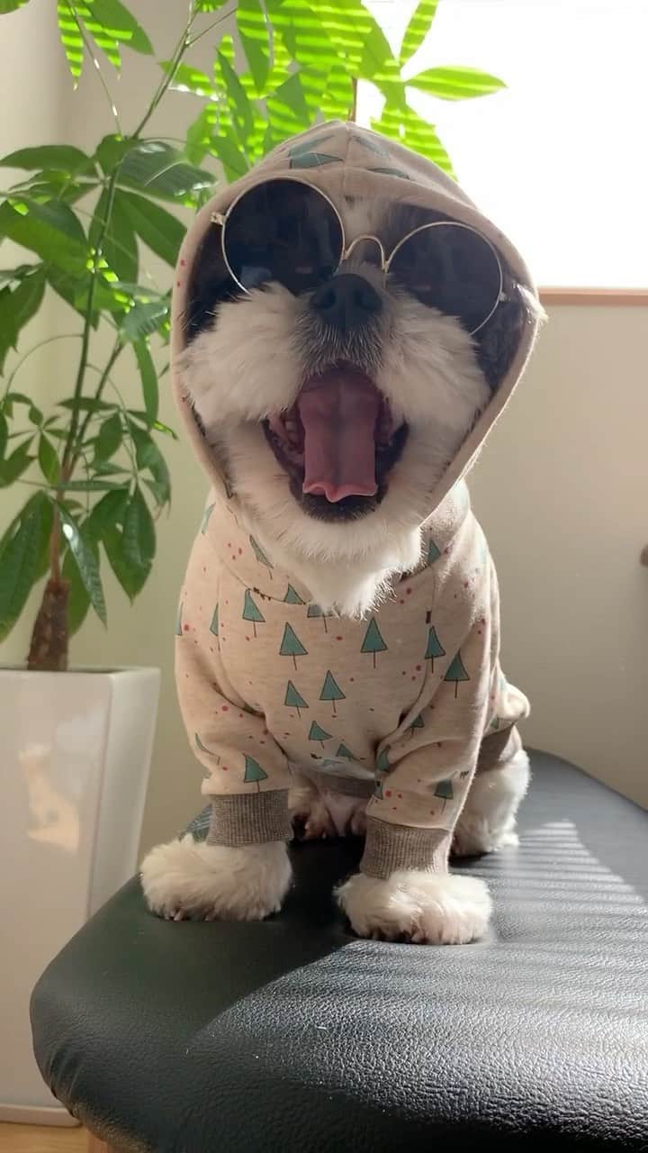 のインスタグラム：「Check it out, Yo🤙 ・ パーカー着てるから寒くない イクラッチョ🎤 イクラッチョ🕶🤙 ・ 🍄見えても気にしない ・ イクラッチョ🎤 イクラッチョ🕶🤙 ・ イケてるグラサン悪くない？ ・ イクラッチョ🎤 イクラッチョ🕶🤙 ・ ・ ウェ〜イ🤣🤙🤙🤙 ちゃんと韻を踏んでるぜぃ‼️ ・ ・ #ジョソレノソ #いくラッパー ・ ・ #hiphop #shizthu #シーズー #dogsofinstagram #シース #dog #shihtzu #犬 #shizthulovers #cool #シーズー犬 #犬のいる暮らし #dogstagram #シーズー大好き #いぬすたぐらむ #シーズー大好き部 #わんすたぐらむ #愛犬 #ふわもこ部 #shihtzugram #いぬバカ部 #cutedogs #shihtzulovers #ラッパー」