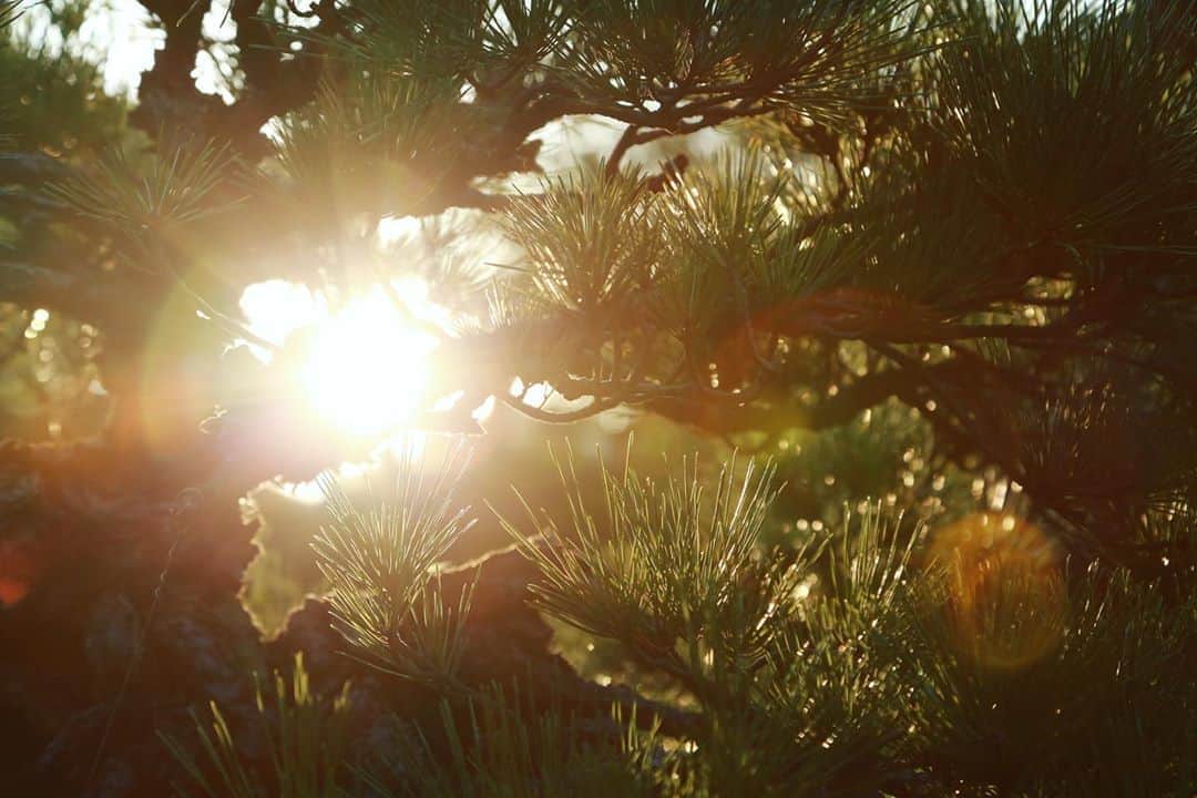 八芳園さんのインスタグラム写真 - (八芳園Instagram)「木漏れ日の上品な美しさと、 肌をなぞる冷たい風の心地よさに 秋の深まりを感じる午後。 . 盆栽や紅葉の間から差し込む光は、 煌きながら植物の輪郭を縁取ります。 . 池に吸い込まれた光を 気持ち良さげに浴びる鯉と亀。 . 秋の陽がすとんと落ちる前の、 束の間の静寂。 . 都心にある特別な空間。 . 自然あふれる日本庭園で、 心癒されるひとときをお過ごしください。 . . #八芳園 #結婚式 #結婚式場 . #日本庭園 #自然 #庭園 #秋　#亀　#池 #港区 #白金台 . #東京観光  #東京カメラ部  #自然が好き #庭好き  #写真好きな人と繋がりたい  #カメラ好きな人と繋がりたい  #その瞬間に物語を  . #和装結婚式 #花嫁さんと繋がりたい #プレ花嫁 #式場探し #プレ花嫁さんと繋がりたい . #japan #japanesegarden #happoen  #tokyotrip #reflection #photostagram  #tokyotokyo」10月20日 20時37分 - happoen