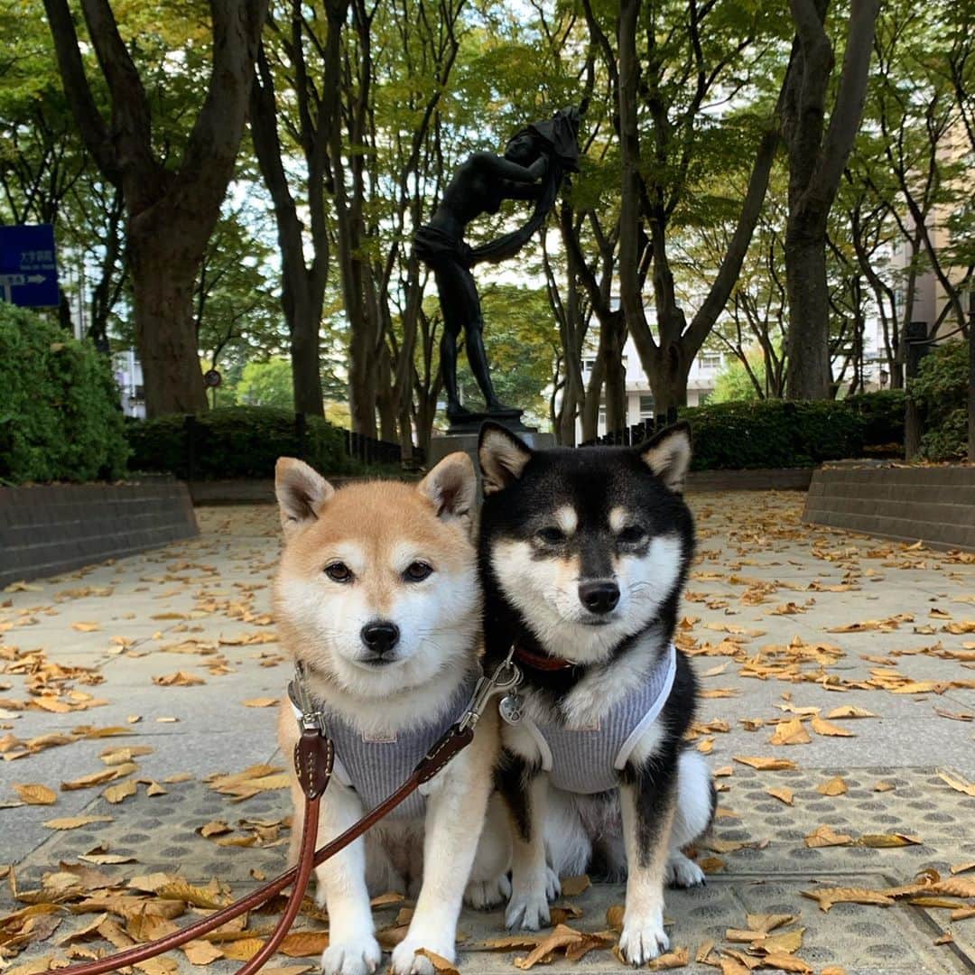 豆柴なつ&ふゆのグルメインスタ