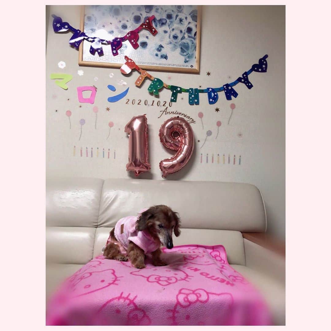 鈴木蛍さんのインスタグラム写真 - (鈴木蛍Instagram)「実家にいる愛犬のマロンﾁｬﾝがﾅﾝﾄ!!19歳を迎える事ができました🎉 1ヶ月前は危ない状況だったのに、奇跡的に乗り越えてなんとか誕生日の今日も頑張って生きてくれています( ´ᵕ`* )‪‪❤︎‬ 一緒に過ごせる時間を大切にしようと思います(⁎ᵕᴗᵕ⁎) #ミニチュアダックスフンド #老犬 #19歳 #誕生日 #20201020 #マロン #birthday #2020年10月20日 #大事な家族」10月20日 20時44分 - jphotaru