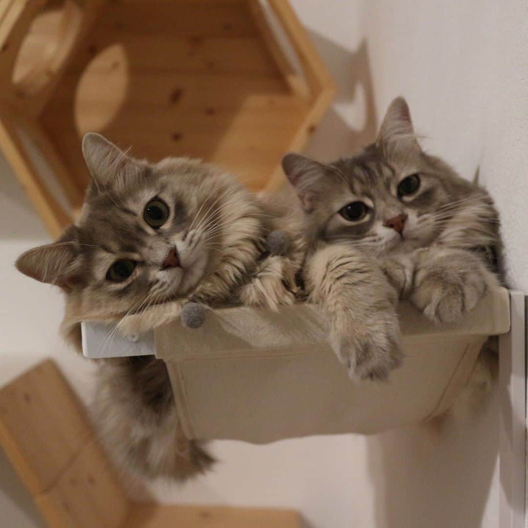 nocoaさんのインスタグラム写真 - (nocoaInstagram)「． 可愛いポーズ知っとる。 ． ． スタイ、今月中に発送目指します🔥🔥🔥 お待たせしますが、よろしくお願いします🥺 ． #ロイサラ成長記録」10月20日 20時53分 - nocoa2525