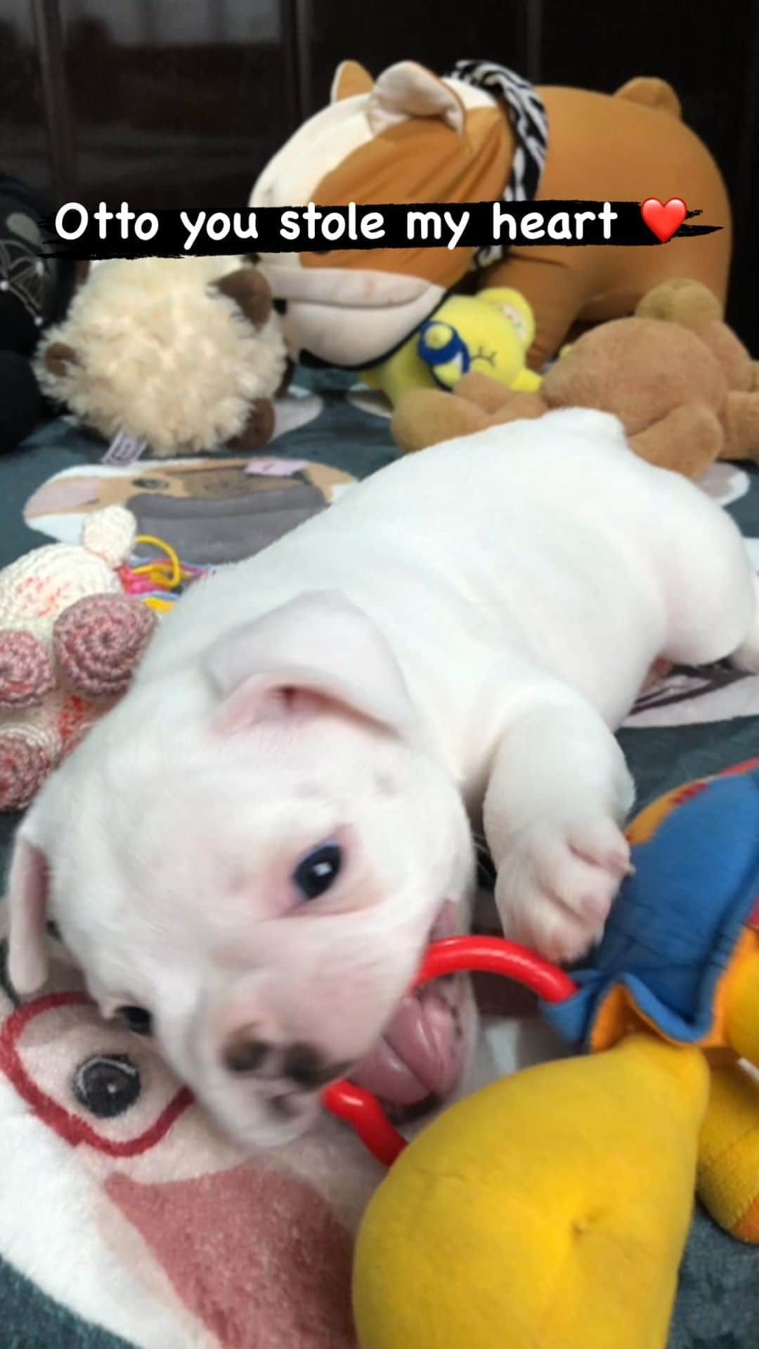 のインスタグラム：「Otto you are the cutest baby boy 💕 #frenchie #babyboy #frenchies1 #cute」
