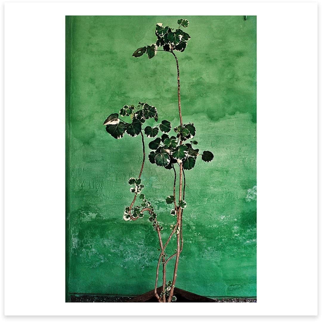 Magnum Photosさんのインスタグラム写真 - (Magnum PhotosInstagram)「“When a palette of various shades of greens begins to play its symphony...It kindles you into a new awakening that lives beyond imagination. ⁠ ⁠ "I was staying in an old guest house outside the Dudhwa National Park wildlife sanctuary, in Uttar Pradesh. Early one day, before I could even order my morning tea, this plant with multiple shades of  greens and a dash of white at the end of every leaf lit the spark — swaying gently against this old, shaded green wall. This is a kind of gift of nature that is granted to you once in a while. It was just a delight, and I received it with thanks.” – Raghu Rai⁠ .⁠ Works of Imagination, the October Magnum Square Print Sale in partnership with @aperturefnd is now live on the Magnum Shop, for one week only.⁠ .⁠ Build your photography collection with this unique opportunity to purchase signed or estate-stamped prints by over 100 of the world’s leading photographic artists for $100. ⁠ .⁠ Link in bio to shop the full selection.⁠ ⁠ .⁠ PHOTO: From the book Trees. India. 2013–2015. ⁠ .⁠ © @raghurai.official /#MagnumPhotos⁠ ⁠ #MAGNUMSQUARE #WorksofImagination #printsale」10月20日 21時01分 - magnumphotos