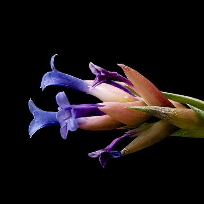 LOVEGREEN -植物と暮らしを豊かに。さんのインスタグラム写真 - (LOVEGREEN -植物と暮らしを豊かに。Instagram)「. ティランジア・ネグレクタ . ブラジル原産のティランジア、花がめっちゃ綺麗です✨ . ティランジアの中でも育てやすい部類に入る、おすすめの品種です🌱🌱 . ギュッと詰まった葉に湾曲する葉姿……惚れ惚れしますね🤤 . . #ティランジア #エアプランツ #エアープランツ #観葉植物 #植物 #plants #airplants #植生活 #植物生活 #植物と暮らす #植物のある生活」10月20日 21時03分 - lovegreen_official