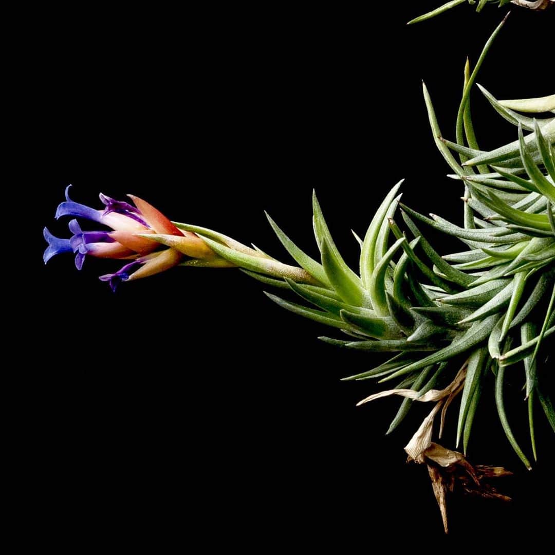 LOVEGREEN -植物と暮らしを豊かに。さんのインスタグラム写真 - (LOVEGREEN -植物と暮らしを豊かに。Instagram)「. ティランジア・ネグレクタ . ブラジル原産のティランジア、花がめっちゃ綺麗です✨ . ティランジアの中でも育てやすい部類に入る、おすすめの品種です🌱🌱 . ギュッと詰まった葉に湾曲する葉姿……惚れ惚れしますね🤤 . . #ティランジア #エアプランツ #エアープランツ #観葉植物 #植物 #plants #airplants #植生活 #植物生活 #植物と暮らす #植物のある生活」10月20日 21時03分 - lovegreen_official