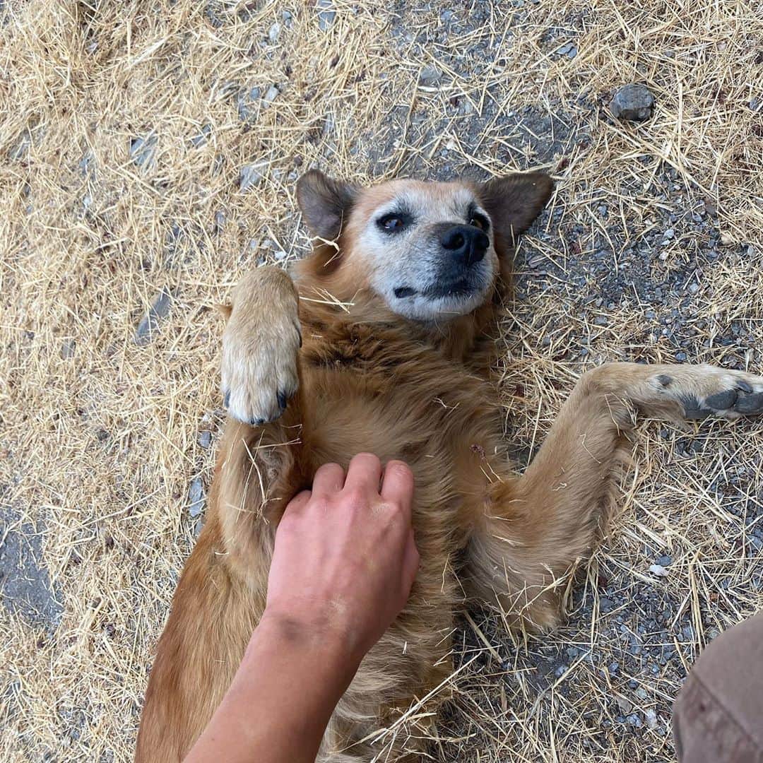 ルーシー・ヘイルさんのインスタグラム写真 - (ルーシー・ヘイルInstagram)「making little buddies 🐶🇪🇸」10月20日 21時14分 - lucyhale
