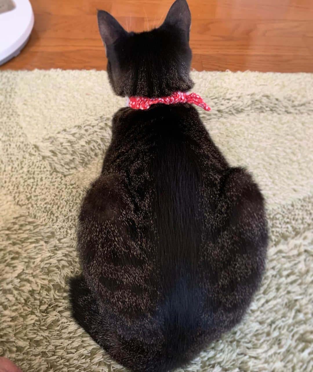 takegaeruのインスタグラム：「みっちりてんちゃん #猫 #cat #よもねこ #よもぎねこ #キジトラ #きじとら」