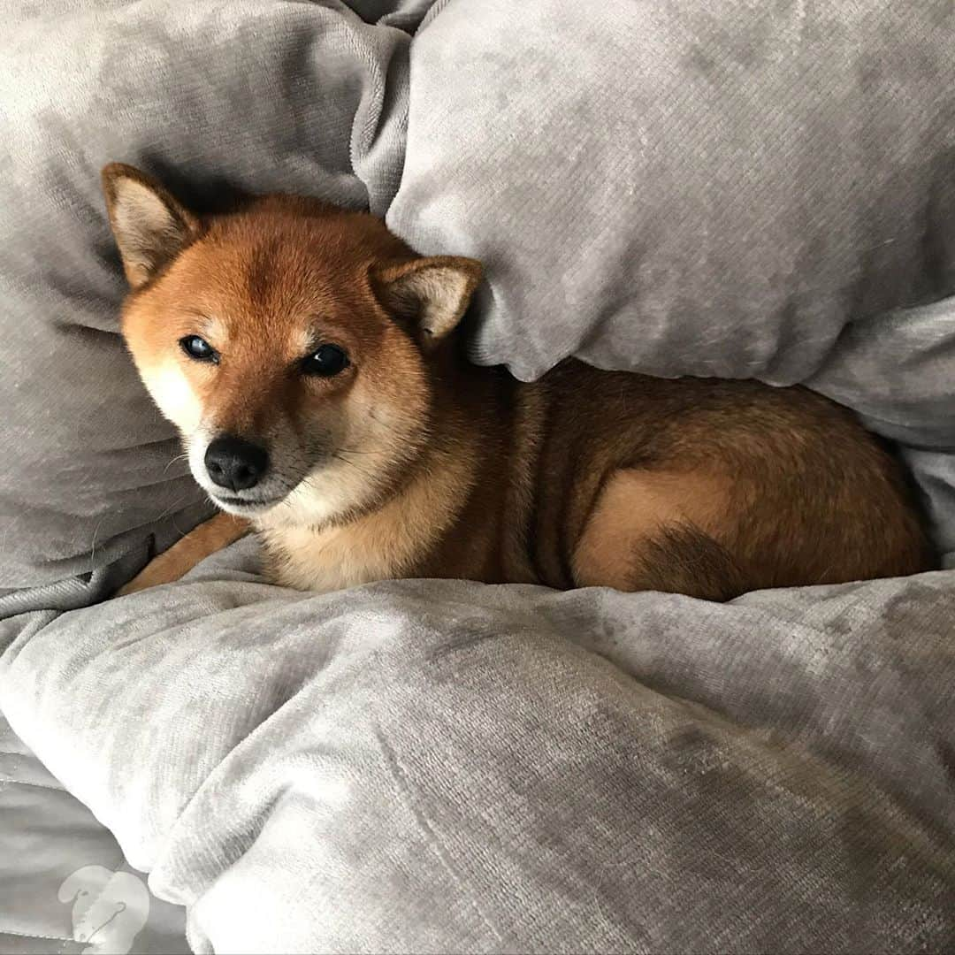 柴犬はなこ Shibainu Hanakoのインスタグラム：「冬物ふかふか布団でグラビア風😁 #shiba #dog #shibainu #犬#柴犬 #グラビア風」