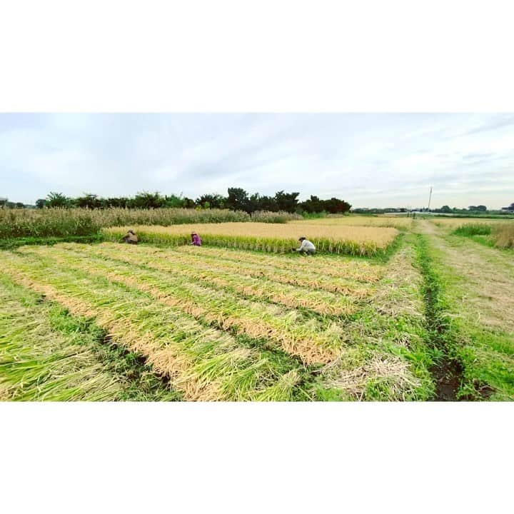Caravanのインスタグラム：「2020.10.20  稲刈りDay 1.  晴れ間を狙って  田んぼ半分刈りました。  The harvest time has come.  #八一米日記 #81farm_organic」