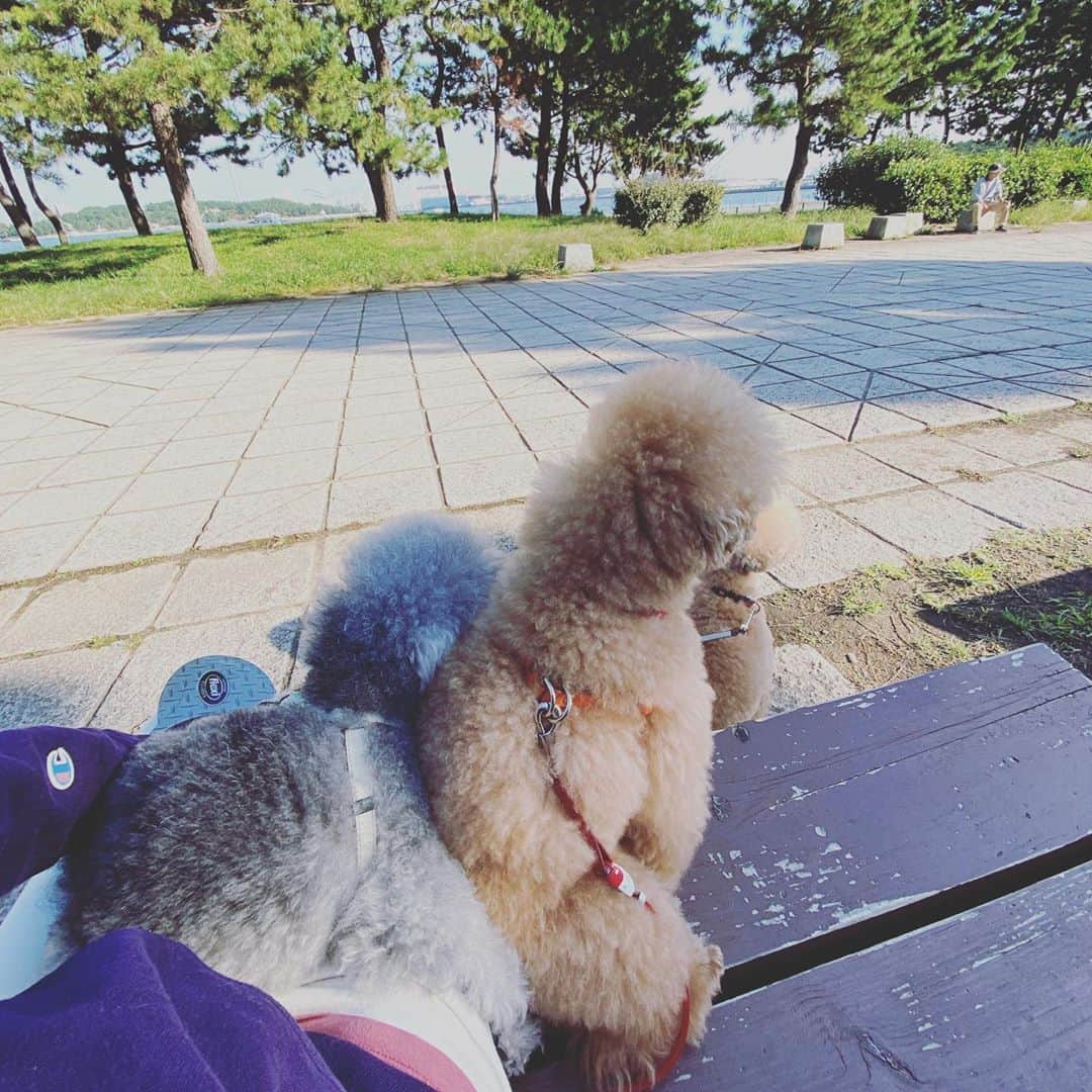 小泉里子のインスタグラム：「くっついてる姿がたまらんよ〜♡ ケンカばっかするのに。  #トコリケ #トコリケモモ」