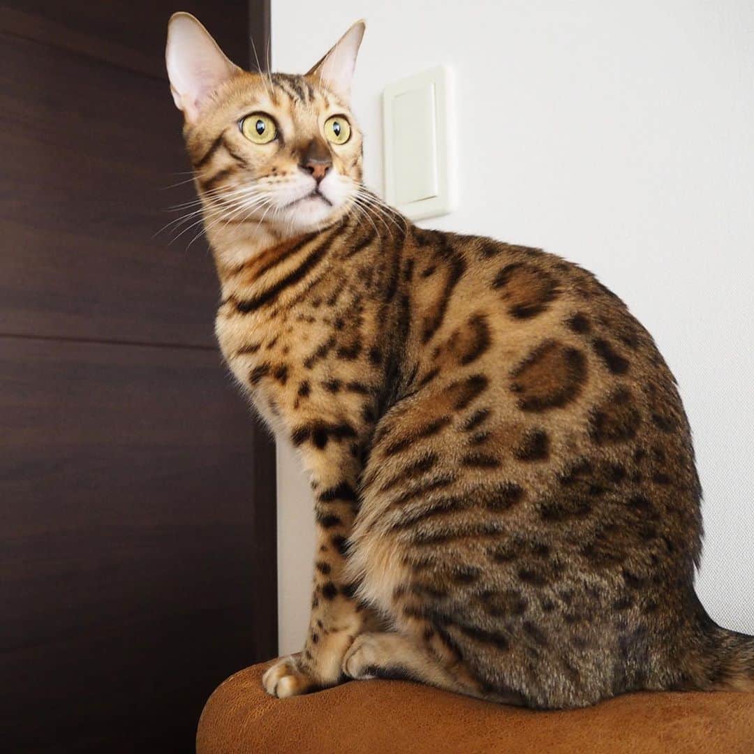 山名未紗のインスタグラム：「#愛猫 涼しくなってきて 冬支度を始めた3ニャン🐈  もふもふ極上の毛並み @bengal_my  猫と過ごす時間が癒し😌 #イエベ」